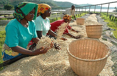 Co-operatives farmers drying New Rwanda Light Roast Coffee that hit the market in January. The countryu2019s coffee sector is struggling to shrug off a u2018potato taste&rsq....