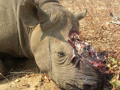 Demand for rhino horns has claimed hundreds of thousands of rhinos such as this one, killed in South Africa. (Internet photo)