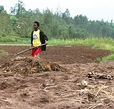 One of the maize farmers (right) prepaper her garden in Takwe wetland. Farners in Muhanga District are reaping big from organised produce selling. The New Times / Seraphine Habimana.