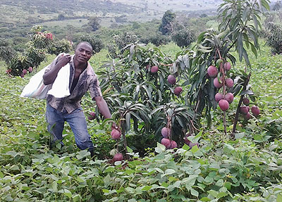 Commercial farming will play a big role in securing Rwandau2019s future.  The New Times / File.