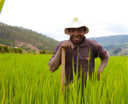 A rice farmer smiles in his farm in Gasabo District. File.