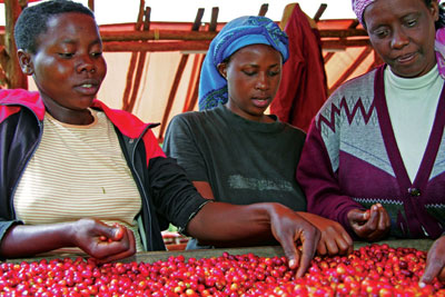 Farmers sort ripe coffee cherries. Earnings from the crop dropped significantly last year due to low international market prices.