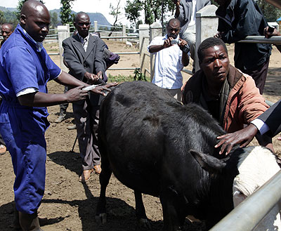 A Veterinary treats a cow in Nyabihu. The foot-and-mouth disease has caused financial losses to farmers in the Eastern Province. John Mbanda. 