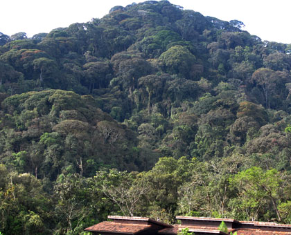 Experts say activities such as deforestation in woodlands like this Nyungwe Forest contribute to greenhouse gas emissions. File.