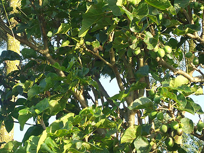 A jatropha tree: Oil is extracted from its seeds to make bio-diesel. Rwandau2019s bio-fuel project could soon be operational. 