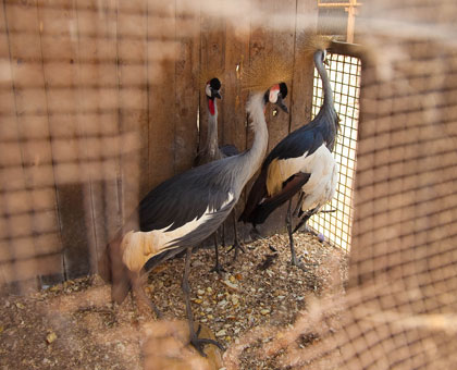 The grey-crowned crane is a tottem in some local cultures, but conservationists worry they face extinction. Timothy Kisambira.