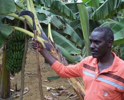 Mutabazi in his banana plantantion. The demobilised soldier is earning a living from farming. JP Bucyensenge.