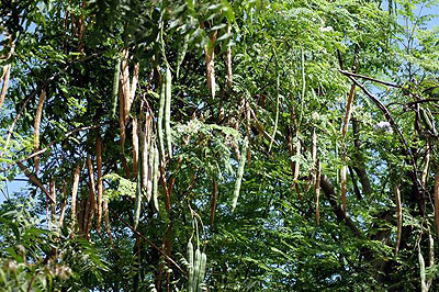 A moringa plantation. Moringa is more nutritious than u201cdodou201d (amaranth) and other leafy greens. Net. 