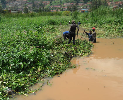 Labourers clear water hyacinth from Nyabugogo swamp. Experts have called upon African environmental sectors to strengthen their capacity in dealing with climate change related issues. File.