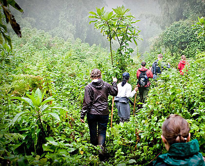 Tourists track mountain gorillas in the Virunga National Park earlier this year. File. 