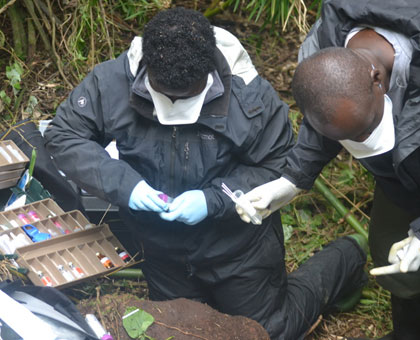 Dr Felix Kinani (right) and vet Elizabeth Nyirakaragire during the intervention to rescue Icyamamare from the Hirwa family. Courtesy.  