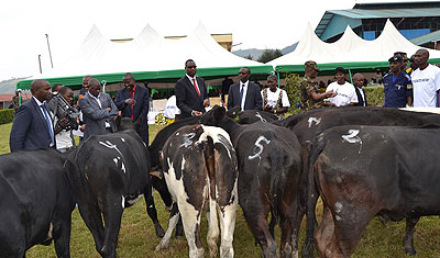 Outstanding farmers receive cows in prizes at Rubaya Tea Factory. Jean du2019Amour Mbonyinshuti.