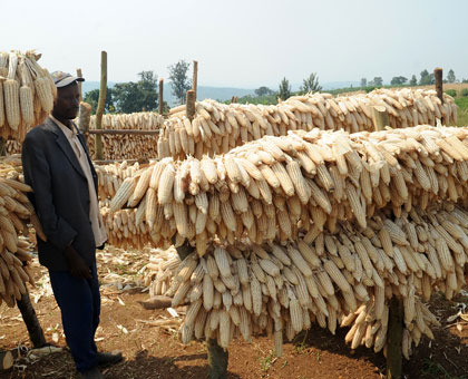  Maize cobs dry in the sun. The government has said despite poor performance of season B of 2013, food availability is still  higher than the national food needs. File.