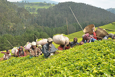 The move by government to privatise Rutsiro tea factory will boost production and competitiveness. J. Mbanda