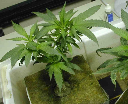 A plant of marijuana. (Internet photo)