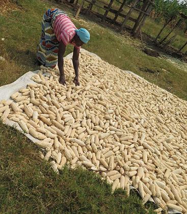  Mukamunana sifts through some of the maize she harvested, while in the background is her kraal. John Mbanda.