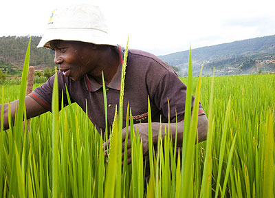 A rice farmer in the Kabuye marshland in Kigali. The continent can do better in agriculture. File.