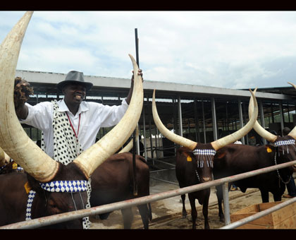 Inyambo traditional cows are expected to be part of the Cultural exhibition at the Nyanza-based history museum. John Mbanda. 