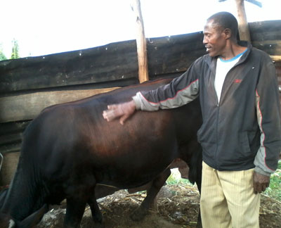 Kalisa admires one of his cows. He owns two cows and two pigs. Jean Pierre Bucyensenge.