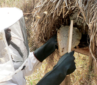 A beekeeper harvests honey. The apiary sector is set for more funding.