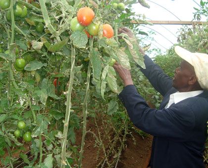 Justin Rusanganwa harvests tomatoes in a green house at Gikomero. File.