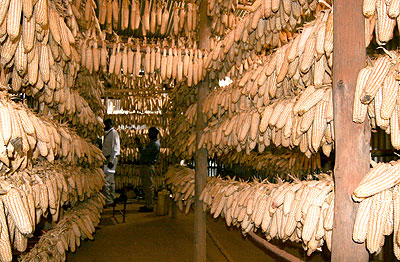 Dry maize cobs. Burera grows maize on a large scale. John Mbanda. 