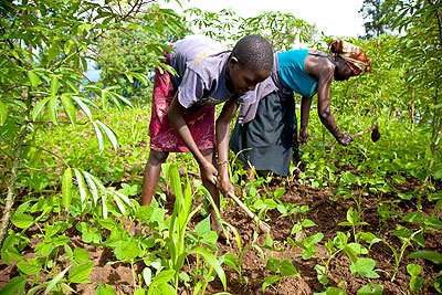 Farmers work on their garden. Experts have observed that climate change in African had mostly impacted women.  John Mbanda. 