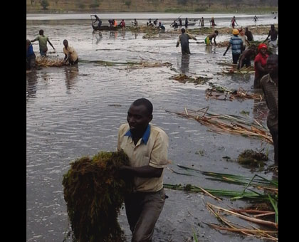 A man removes water hyacinth from Lake Cyohoha on Thursday.  (Eric Kabeera)