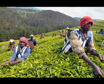 Kitabi plantation workers picking tea. Tea is one of the products that Rwanda exports to the US. (File)