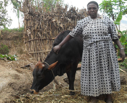 A Burera resident feeds her cow. Giru2019inka programme is the secret behind the smiling faces in the district.  File.   
