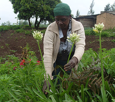 A farmer harvests ornamental flowers. Improving export volumes for non-traditional items like flowers is one the new initiatives. File.