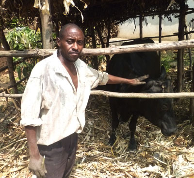 Habimama shows off one of his cows. The farmer has helped Rwabicuma residents enhance crop output using manure. Seraphine Habimana.