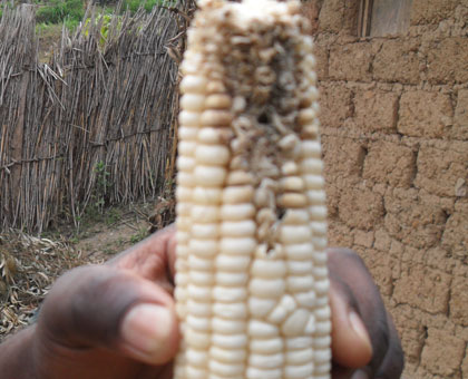A maize cob that is infected by maize lethal necrosis. (Timothy Kisambira)