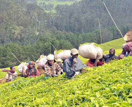 Tea is one of Rwanda's traditional exports whose value is being hurt by falling international prices. (File photo)