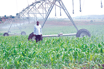 A farmer checks his maize field. Embracing irrigation is one of the ways that could greatly boost crop output. File.