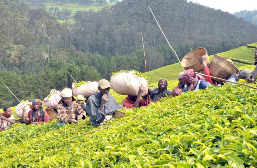 Tea is one of Rwanda's traditional exports whose value is being hurt by falling international prices. (File photo)
