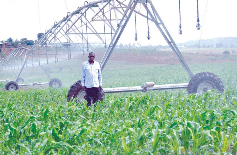 A farmer checks his maize field. Embracing irrigation is one of the ways that could greatly boost crop output. (File)