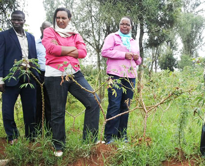 Dozens of hectares of cassava plantations have been damaged by the cassava brown disease in Ruhango and Kamonyi. JP Bucyensenge.