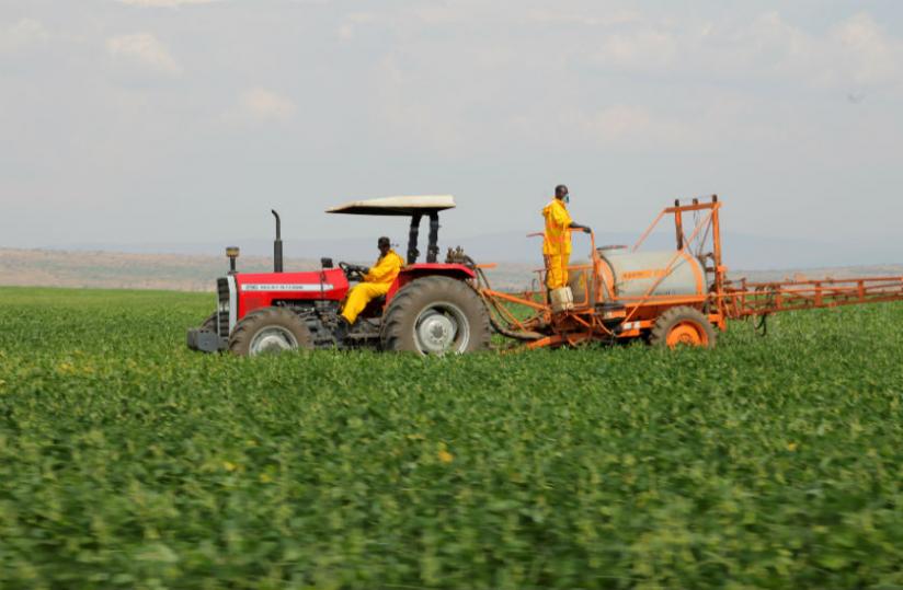 A soya field in Ndego, Kayonza District. The commodities exchange, which was launched last year, aims to enable smallholder farmers to sell their produce throughout the year at favourable prices. (John Mbanda)