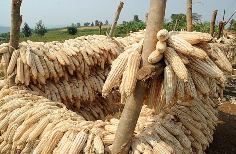 Maize corns undergo post-harvest sun drying. There is low supply of grains compared to demand in the country. (File)