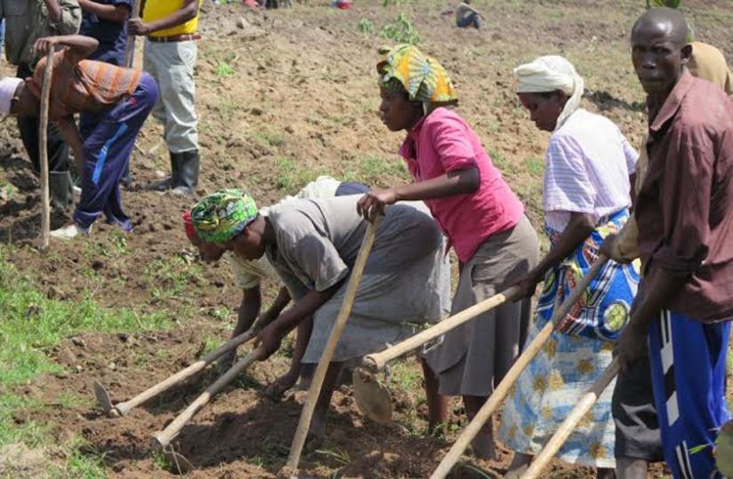 Farmers in Nyanza District till land.  They have been urged to embrace better farming practices in oder to increase production.  (Jean Pierre Bucyensenge)rn