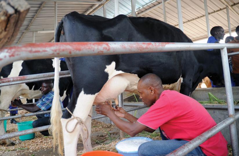Farmers participate in a milking competition. Dairy sector watchdog is looking to enhance milk output.