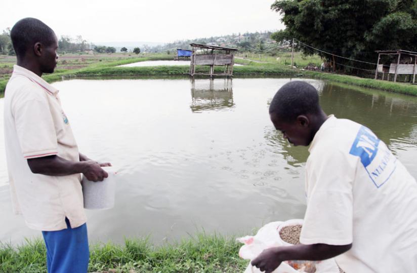 Workers feed fish at a local pond. Imports account for most of the fish consumed in the country.(File)