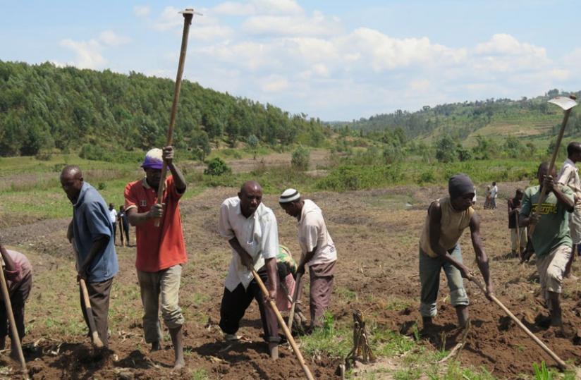 Farmers in Nyanza till their land recently. The changing weather patterns have made it diffucult for smallholder farmers to know the exact time of planting and harvesting. (Jean Pierre Bucyensenge)