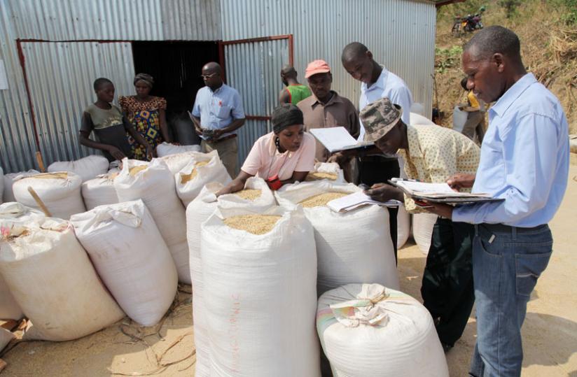 Rice farmers record their harvest. A coop bank will help farmers access to credit.  (John Mbanda)