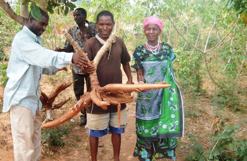 Farmers in Bugesera District in a cassava field. Hundreds of hectares of cassava plantations in Ruhango and Kamonyi districts have been damaged by CBSD.  (File)