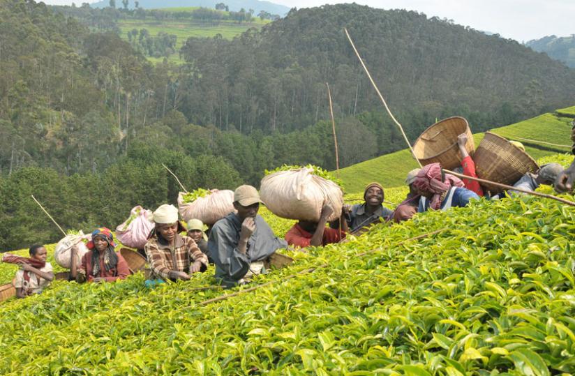 Workers plucking tea. Many children are engaged in agriculture, according to the government. (File)