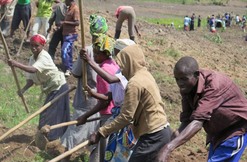 Farmers in Nyanza District. Growing selected crops, coupled with other best practices including use of fertilisers, has helped farmers benefit from increased productivity. (File)