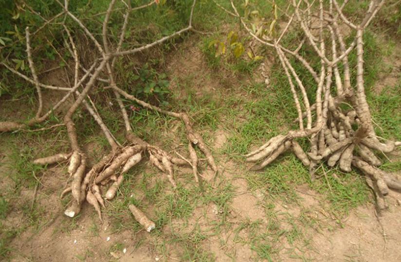 Cassava tubers affected by CBSD. The disease causes loss of cassava production and quality.  (Jean Pierre Bucyensenge)