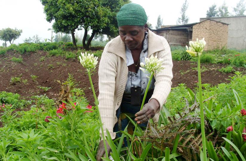 A flower farmer. Many traders in the region were looking forward to the EPA deal to sell products to Europe. (File)